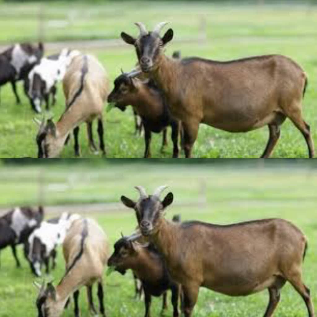 img-20250815-wa02906912080536678931370 Ituri :une épidémie mystérieuse décime les chèvres dans la chefferie de Walendu Bindi